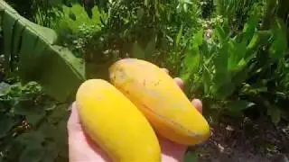 Getting ready for the mango showdown