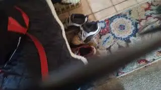 Vacuuming area rug by door with eureka power speed 