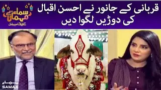 Qurbani ke janwar ne Ahsan Iqbal ki doorien lagwa di - Samaa kay Mehmaan - SAMAATV - 11 July 2022