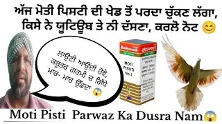 ਮੋਤੀ ਪਿਸਟੀ ਕਿਵੇਂ, ਕਿੰਨੀ ਤੇ ਕਦੋਂ ਲਗਦੀ ਹੈ? || मोती पिष्टी का कबूतरबाजी में काम ||@pigeonunpluged