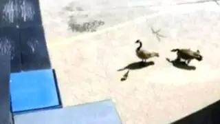 Baby geese given a safe landing to survive first flight