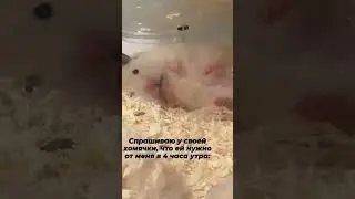 https://www.youtube.com/@xomka_27
