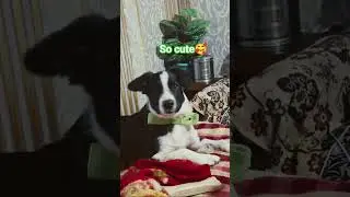 So cute 🥰//#pets #dog #cute #love #lovelypets #poetry #sad #cutedog #cuteanimals #youtube #shorts
