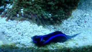 Blue Velvet sea slug