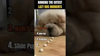 RANKING THE CUTEST LAZY DOG MOMENTS 😴🐶 | Lazy roll