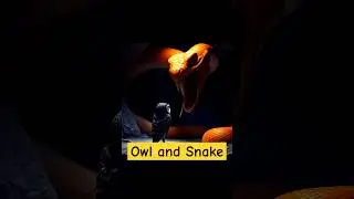 Owl adventure #shortvideo #viralshort #owl #snake #cave #adventure #animals
