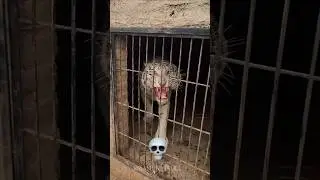 White Tiger Can't be Scary 💀