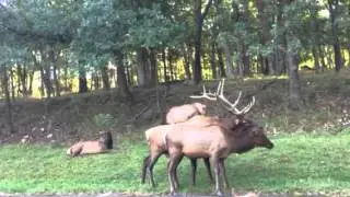 Elk mating season