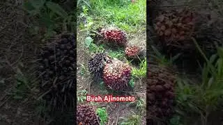 pupuk Ajinomoto #sawit #buah #panen