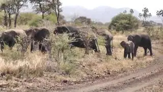 Safari in Meru Kenya June 2015