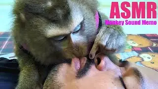 Wonderful ASMR That Bring Relaxation, Super Sound During Grooming! Dr. Bela Forever Amazing