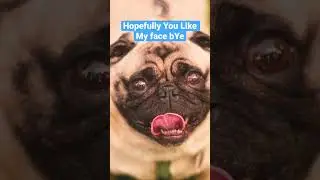 Hi I&rsquo;m Pug