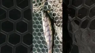 O.S.Pエリアトラウト用クランク、メロでニジマス釣れた！　#エリアトラウト #管釣り #ニジマス　#fishing #areatrout #浅川国際鱒釣場