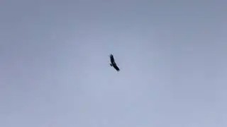 Condors at Navajo Bridge, Az