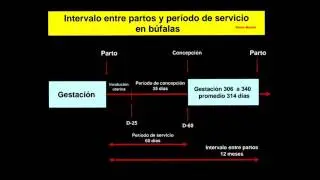 Protocolos de IATF.   Inseminaci&oacute;n a Tiempo Fijo.