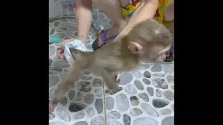 Change diaper for Little monkey Milo