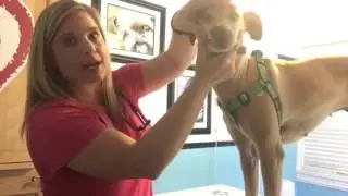 Checking Your Dogs Mouth