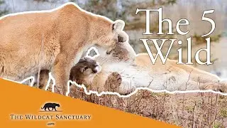 WATCH Rescued Cougars (5-Wild Group) || The Wildcat Sanctuary