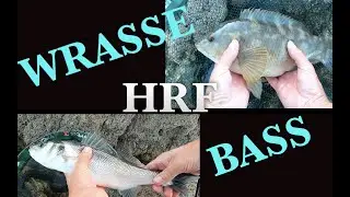 Bass and Wrasse on Lures using HRF (Hard Rock Fishing) techniques