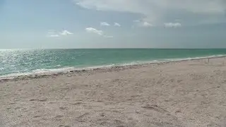 Shark spotted swimming in shallow water off the Florida coast