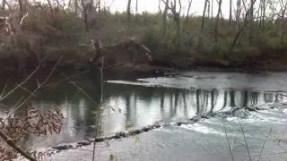 Pristine Native American Fish Weir (Trap)