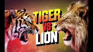 Lion vs Tiger 🦁🐯 &ndash; Ultimate Battle of Strength & Power