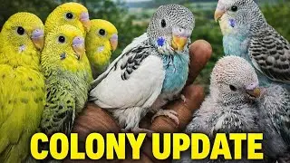 Birds Colony New Baby Budgies #birds #babybudgies  #newbornbudgies #budgies #budgiefam #birdcare