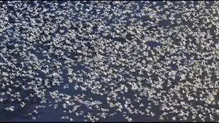 Planet Earth The Future 1of3 Saving Species