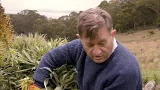Pride of Madeira: Echium Candicans: Plant Care: Deadheading flowering plants