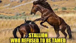 The Dark Secret Behind America&rsquo;s Wild Horses