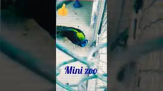 sahiwal mini zoo #tabish Islamic studio