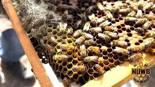 Hive Inspection 8-10-2025 - Still No Comb Drawn in Honey Super!