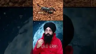 The Shocking Truth About Scorpions: Amazing Facts You Never Knew #ScorpionFacts #AmazingScorpions