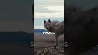 Wolves EXPOSED What Humans Do Wrong
