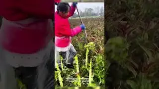 Agricultural Workers Transforming Fields with Hard Work and Passion