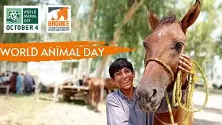 World Animal Day 2022
