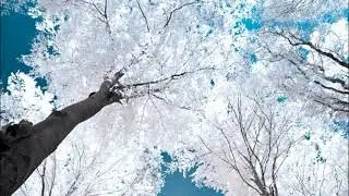 A Crystal Forest by William Sharp / An Enchanting Winter Poem