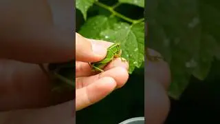 Catching Green Grasshopper #short