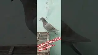 TRAH MONREKER, manyalaaa  eee....