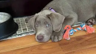 THOR THE SILVER LAB - Puppy Play