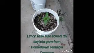 homegrown cannabis  auto flowers