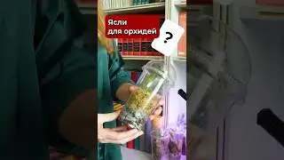 Вот они - будущие КОРОЛИ подоконника! Саженцы орхидей.