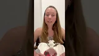 Pelvic Floor Muscle Functions