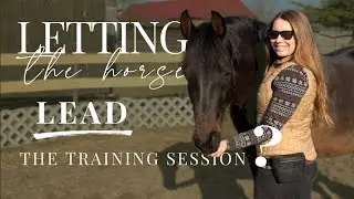 Can we let the horse decide about training?