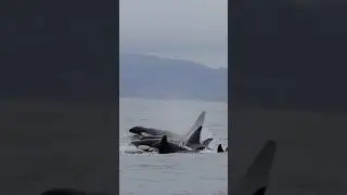 So many wild Orcas🤯 #whalewatching #orca #dolphin #family #jump #iphone #fly #low #news #media