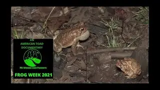 American Toad Documentary 2021