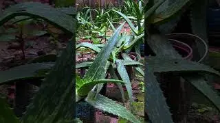 Beautiful Aloe Maculata Garden 🌿#AloeMaculata#GardenVibes #PlantLovers#HomeGarden #AloeGarden