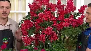 Roberta's 6-Piece Monarda Balmy Beebalm Live Plants on QVC