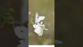 tree nymphs butterfly on a flowers #butterfly #naturelovers #15promax #shorts