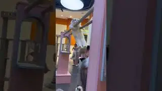 Cats doing impossible things Mission impossible